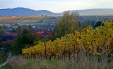 Wangen vineyard