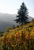Ribeauvillé vineyard