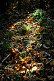 un tapis de feuilles.