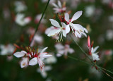 les dernires fleurs de  mon jardin.