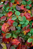 strawberries leaves.