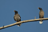 Jungle Myna pair