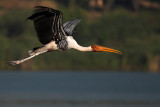 Painted Stork in flight