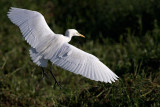 Egret Landing