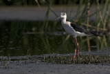 Black-winged Stilt