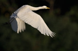 Egret in flight