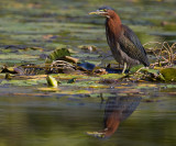 Green Heron