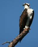 Osprey crop IMG_3382-p.jpg