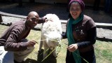 Feeding Baby Lama