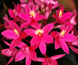 Orchids, -36-