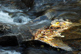 Leaves being held stationary in stream.