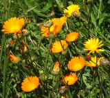 Orange Flowers