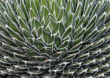 Close-up of Cactus-type plant