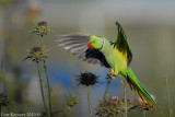 Rose-ringed Parakeet_8118