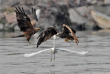 Black Kite &Little Egret 5137