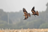 Black Kites 5050