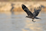 Black Kite 8423