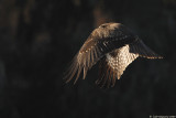 Black Kite 8445