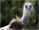 A VULTURE