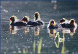 COMMON COOT CHILDREN in the MORNING