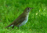 Gray-cheeked Thrush, Mt. Auburn Cemetery, Cambridge, MA.