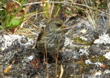 JuncoVolcanoJuv-web071209.jpg