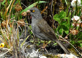JuncoVolcano-web0712092.jpg