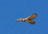 HawkFerruginous-PE20105102.jpg