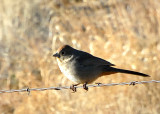 TowheeCanyon-PE20106101.jpg