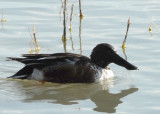 ShovelerN-PE20108101.jpg