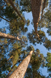 Pinus sylvestris - Scots Pine