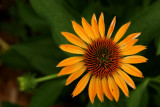 Echinacea Harvest Moon