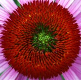 Echinacea purpurea