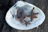 Baby starfish