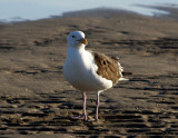 Curious gull