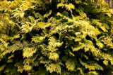 False Cypress changing color