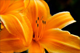 Daylily-09-7028-7.jpg