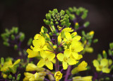 Bolting kale (less light)