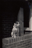Moms first dog Lassie