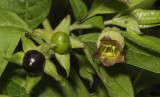Atropa belladonna.
