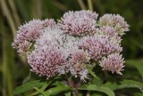 Eupatorium cannabinum. Flowers.