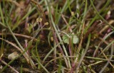Littorella uniflora.