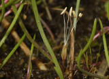 Litorella uniflora Close-up.