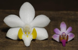 Doritis pulcherima. 2 different clones