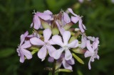Saponaria officinalis. Flowers.