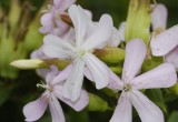 Saponaria officinalis. Close-up.