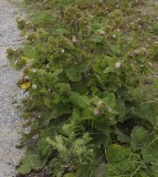Arctium minus.