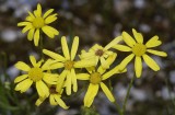 Senecio inaequalis. Close-up.