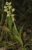 Small, pale coloured form