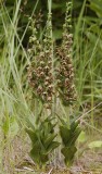 This is a very typical E. helleborine subsp. neerlandica.